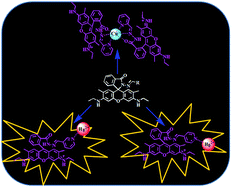 Graphical abstract: Remarkable role of positional isomers in the design of sensors for the ratiometric detection of copper and mercury ions in water