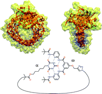 Graphical abstract: Modelling of reversible single chain polymer self-assembly: from the polymer towards the protein limit