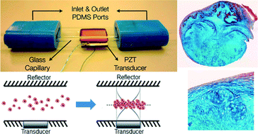 Graphical abstract: Application of an acoustofluidic perfusion bioreactor for cartilage tissue engineering