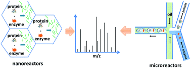 Graphical abstract: High-efficiency nano/micro-reactors for protein analysis