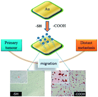 Graphical abstract: Effects of different functional groups on metastatic behavior of SPC-A-1/human lung cancer cells in self-assembled monolayers