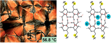 Graphical abstract: Investigation into the role of the hydrogen bonding network in cyclodextrin-based self-assembling mesophases