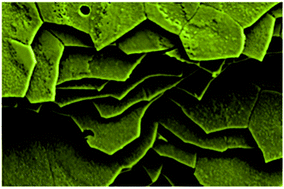 Graphical abstract: Evaluating the effects of nacre on human skin and scar cells in culture