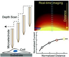 Graphical abstract: Sensing cisplatin-induced permeation of single live human bladder cancer cells by scanning electrochemical microscopy