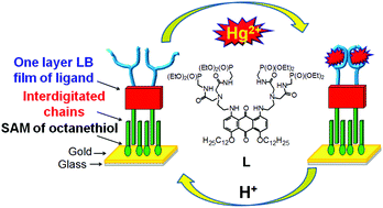 Graphical abstract: A metal-responsive interdigitated bilayer for selective quantification of mercury(ii) traces by surface plasmon resonance
