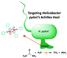 Graphical abstract: Novel class of Bi(iii) hydroxamato complexes: synthesis, urease inhibitory activity and activity against H. pylori