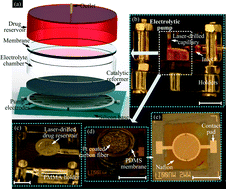 Graphical abstract: A cyclically actuated electrolytic drug delivery device