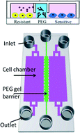 Graphical abstract: Microfluidic co-cultures with hydrogel-based ligand trap to study paracrine signals giving rise to cancer drug resistance
