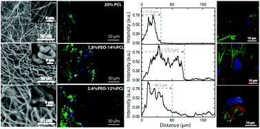 Graphical abstract: Ultraporous nanofeatured PCL–PEO microfibrous scaffolds enhance cell infiltration, colonization and myofibroblastic differentiation