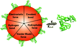 Graphical abstract: Probing the mechanism of plasma protein adsorption on Au and Ag nanoparticles with FT-IR spectroscopy