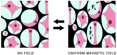 Graphical abstract: Magnetically actuated tissue engineered scaffold: insights into mechanism of physical stimulation