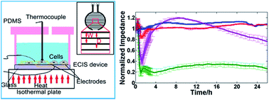 Graphical abstract: In vitro hyperthermia studied in a continuous manner using electric impedance sensing