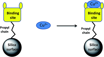 Graphical abstract: Organosilatranes with thioester-anchored heterocyclic ring assembly: Cu2+ ion binding and fabrication of hybrid silica nanoparticles