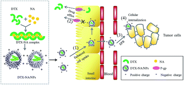 Graphical abstract: Oral bioavailability and evaluation of docetaxel–nicotinamide complex loaded chitosan nanoparticles