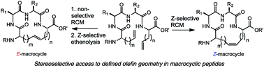 Graphical abstract: Stereoselective synthesis of macrocyclic peptides via a dual olefin metathesis and ethenolysis approach