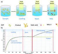 Graphical abstract: High-throughput sialylation measurement using lectins on an Octet platform for clone screening