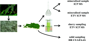 Graphical abstract: Thallium in spruce needles: a comparison of the analytical capabilities of spectrochemical methods