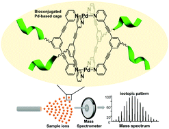 Graphical abstract: Bioconjugation strategies to couple supramolecular exo-functionalized palladium cages to peptides for biomedical applications