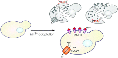 Graphical abstract: Transcriptome profile of yeast reveals the essential role of PMA2 and uncharacterized gene YBR056W-A (MNC1) in adaptation to toxic manganese concentration