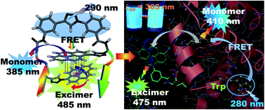 Graphical abstract: Trichromophoric pentapeptide: impact of β-sheet conformation on dual path to excimer emission and sensing of BSA