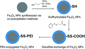 Graphical abstract: Redox-responsive controlled DNA transfection and gene silencing based on polymer-conjugated magnetic nanoparticles