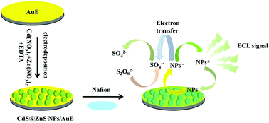 Graphical abstract: Electrochemiluminescence assay of Cu2+ by using one-step electrodeposition synthesized CdS/ZnS quantum dots