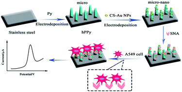 Graphical abstract: Evaluation of sialic acid based on electrochemical cytosensor with 3D micro/nanostructured sensing interface