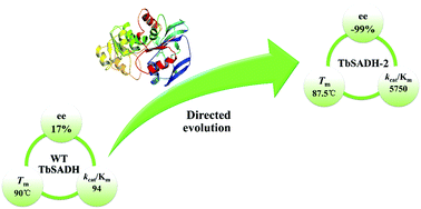 Graphical abstract: Inducing high activity of a thermophilic enzyme at ambient temperatures by directed evolution