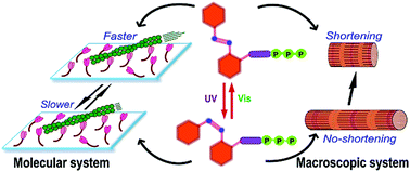 Graphical abstract: Driving and photo-regulation of myosin–actin motors at molecular and macroscopic levels by photo-responsive high energy molecules