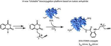 Graphical abstract: Water-soluble and UV traceable isatoic anhydride-based reagents for bioconjugation