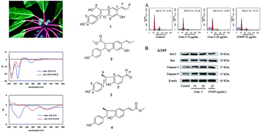 Graphical abstract: Cytotoxic neolignans from the traditional Chinese medicine Daphniphyllum macropodum Miq.