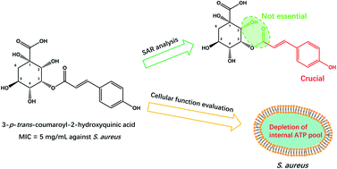 Graphical abstract: Antibacterial effect of 3-p-trans-coumaroyl-2-hydroxyquinic acid, a phenolic compound from needles of Cedrus deodara, on cellular functions of Staphylococcus aureus