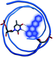 Graphical abstract: Pentacyclic adenine: a versatile and exceptionally bright fluorescent DNA base analogue