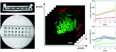Graphical abstract: Fluorescence hyperspectral imaging for live monitoring of multiple spheroids in microfluidic chips