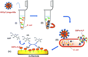 Graphical abstract: Phage based electrochemical detection of Escherichia coli in drinking water using affinity reporter probes