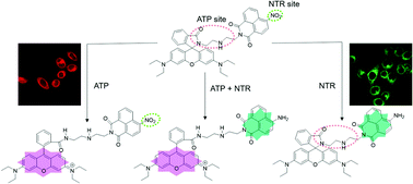 Graphical abstract: A dual-function fluorescent probe for monitoring the degrees of hypoxia in living cells via the imaging of nitroreductase and adenosine triphosphate