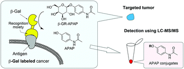 Graphical abstract: Beta-galactosidase-responsive synthetic biomarker for targeted tumor detection