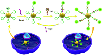 Graphical abstract: Hairpin-fuelled catalytic nanobeacons for amplified microRNA imaging in live cells