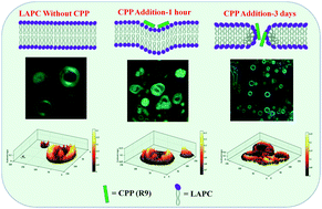 Graphical abstract: A cell-penetrating peptide induces the self-reproduction of phospholipid vesicles: understanding the role of the bilayer rigidity