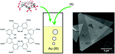 Graphical abstract: p-Phosphonic acid calix[8]arene mediated synthesis of ultra-large, ultra-thin, single-crystal gold nanoplatelets