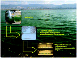 Graphical abstract: Quantifying the efficacy of diquat dibromide in controlling Microcystis aeruginosa and Aphanizomenon flos-aquae in comparison to copper sulfate and potassium permanganate