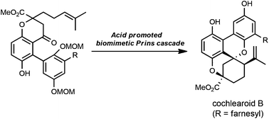 Graphical abstract: A concise total synthesis of cochlearoid B