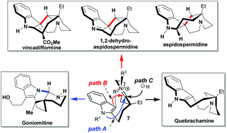 Graphical abstract: A unified synthesis of topologically diverse Aspidosperma alkaloids through divergent iminium-trapping