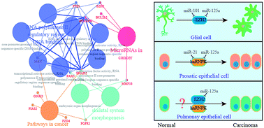 Graphical abstract: Up-regulation of exosomal miR-125a in pneumoconiosis inhibits lung cancer development by suppressing expressions of EZH2 and hnRNPK