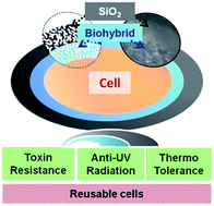 Graphical abstract: A bilayered nanoshell for durable protection of single yeast cells against multiple, simultaneous hostile stimuli