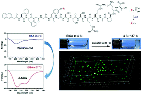 Graphical abstract: A novel thermogel system of self-assembling peptides manipulated by enzymatic dephosphorylation