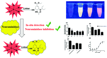 Graphical abstract: A dual-functional molecular strategy for in situ suppressing and visualizing of neuraminidase in aqueous solution using iridium(iii) complexes