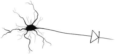 Graphical abstract: Asymmetric confinement for defining outgrowth directionality