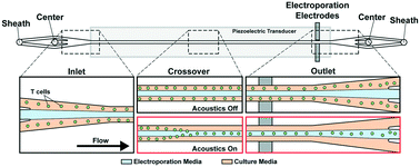 Graphical abstract: Acoustophoretic rapid media exchange and continuous-flow electrotransfection of primary human T cells for applications in automated cellular therapy manufacturing