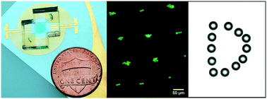Graphical abstract: Acoustic tweezers based on circular, slanted-finger interdigital transducers for dynamic manipulation of micro-objects